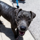 Turbo, the super-chill dog brought in from the heat. All non-embedded photos credit Kurt Bradley